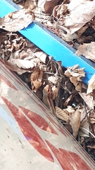 Plestiodon finitimus