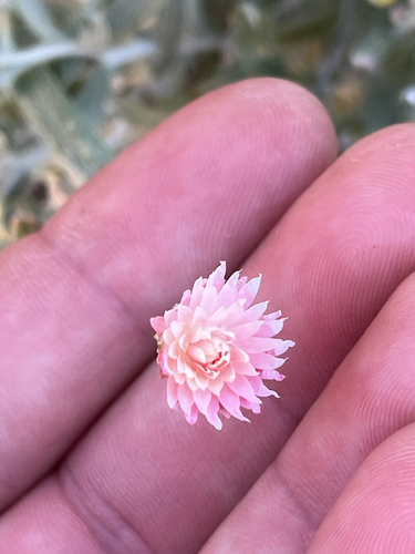 Anemocarpa saxatilis