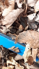 Plestiodon finitimus