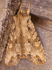 Lithophane disposita