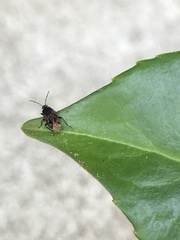 Sphragisticus nebulosus