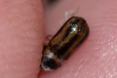 Trypodendron signatum