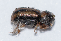 Trypodendron signatum