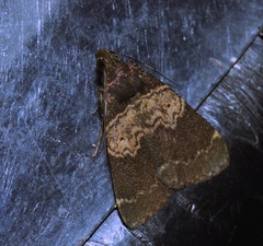 Hydrillodes nilgirialis