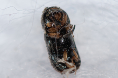 Trypodendron signatum