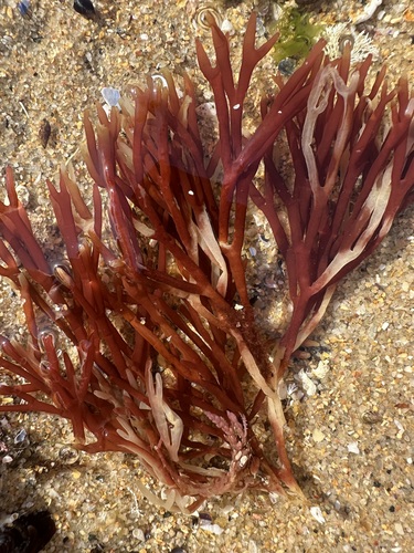 Scinaia furcellata observed 2026-08-08