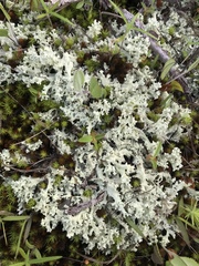 Cladonia caroliniana