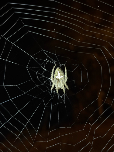 Eriophora edax