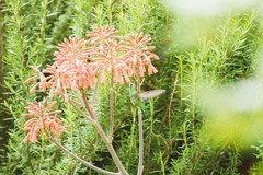 Chlorostilbon lucidus