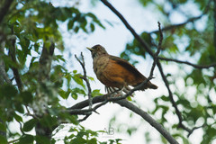 Turdus rufiventris