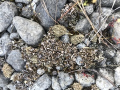 Cladonia mateocyatha