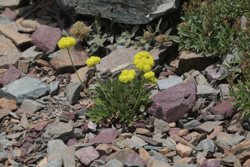 Eriogonum flavum; photograph author not stated, no rights reserved