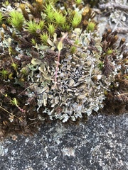 Cladonia mateocyatha