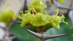 Euphorbia