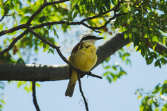 Pitangus sulphuratus