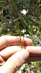Clarkia epilobioides