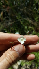 Clarkia epilobioides