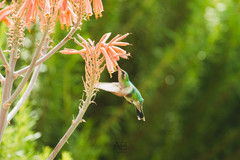 Chlorostilbon lucidus