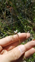 Clarkia epilobioides