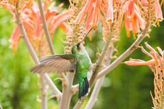 Chlorostilbon lucidus