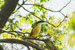 Pitangus sulphuratus