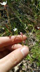Clarkia epilobioides