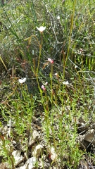 Clarkia epilobioides