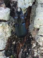 Platycerus oregonensis