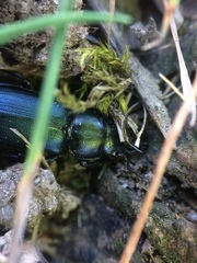 Platycerus oregonensis
