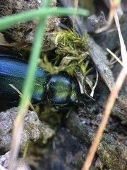 Platycerus oregonensis
