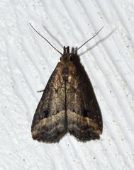 Schrankia macula