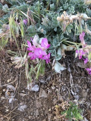 Astragalus utahensis