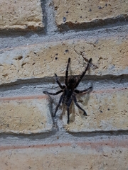 Eupalaestrus crassimetatarsis