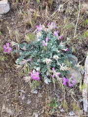 Astragalus utahensis