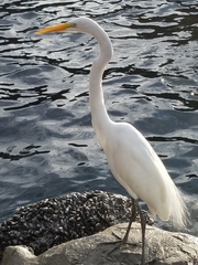 Ardea alba