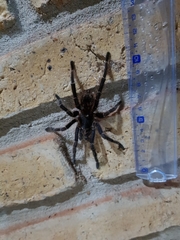 Eupalaestrus crassimetatarsis