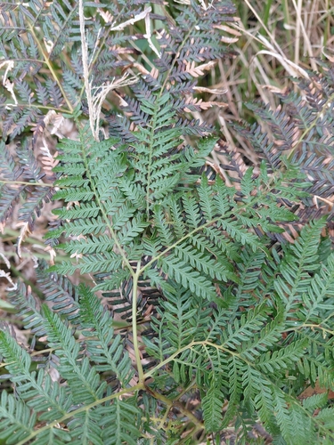 Austral Bracken