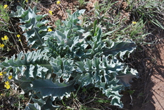 Cirsium undulatum undulatum