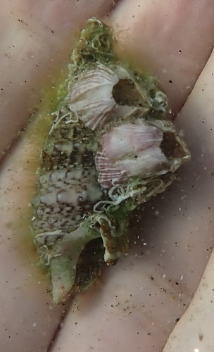 Balanus trigonus observed 2026-08-08