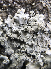 Hypotrachyna pustulifera