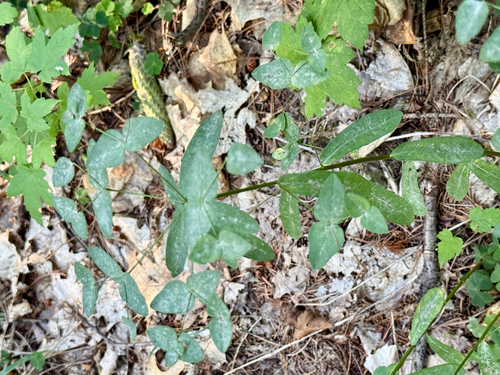 Euphorbia dulcis, photograph 4