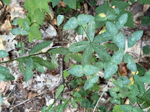 Euphorbia dulcis, photograph 2