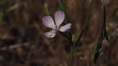 Clarkia similis