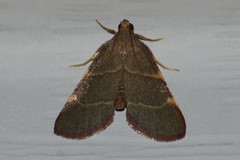 Hypsopygia binodulalis