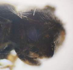 Trypodendron signatum