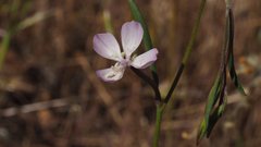 Clarkia similis