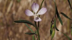 Clarkia similis