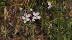 Clarkia similis