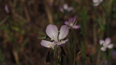 Clarkia similis