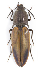 Ctenicera kendalli